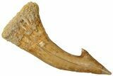 Fossil Sawfish (Onchopristis) Rostral Barb - Morocco #322865-1